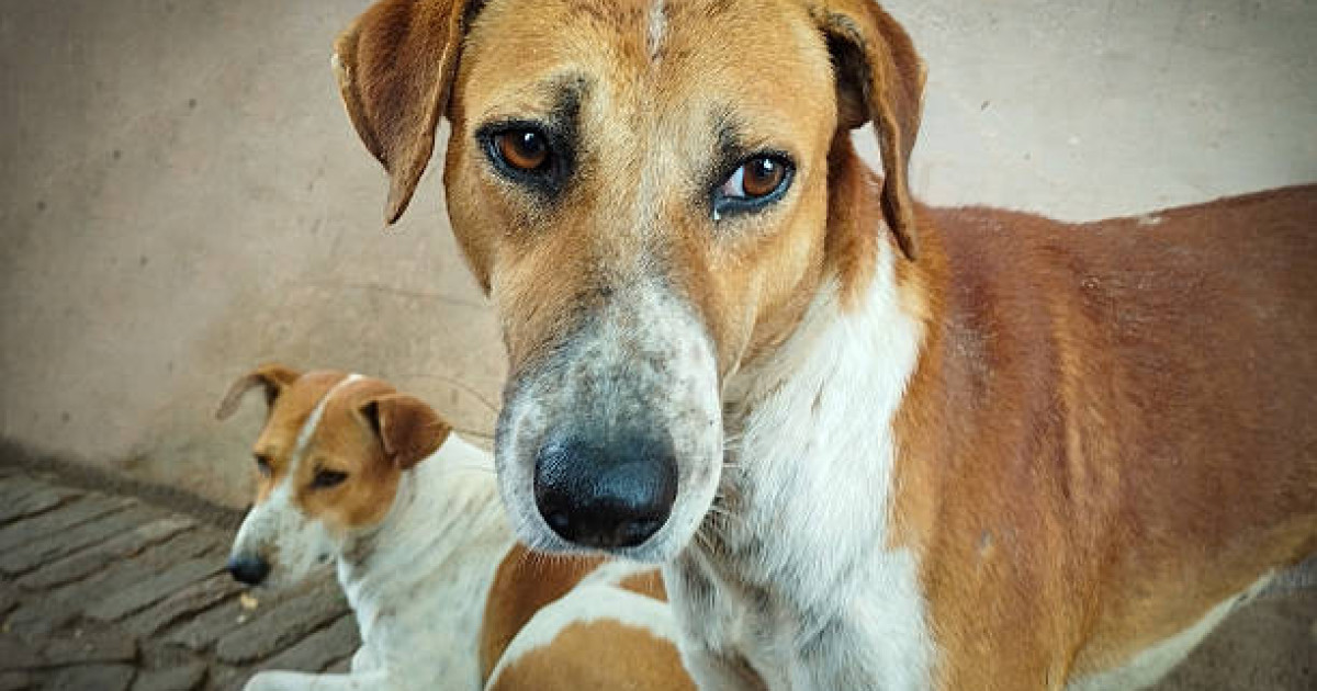 Вакцина салынған қаңғыбас итті қайта далаға жіберсе, ортаға паразит тасиды – Сергей Головенко